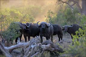 Foto 1 Game Drive & Rhino Encounter Safari