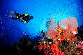 Фото 1 Тур "Знакомство с подводным плаванием