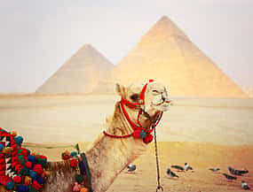 Photo 1 Giza Pyramids with Camel Ride