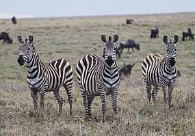 Photo 1 Tanzania: Day Safari in Tarangire National Park