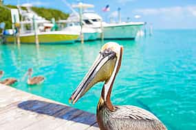 Photo 1 Key West Excursions from Miami: Shuttle, Dolphin Discovery, Snorkeling & More!