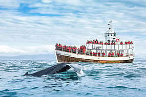 Foto 1 Avistamiento silencioso de ballenas (sin emisiones de carbono) desde Húsavík