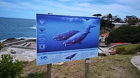 Photo 1 Private Shore Whale Watching Tour to Hermanus from Cape Town