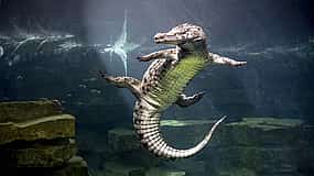 Fotografija 1 Dubai Crocodile Park Entrance Tickets