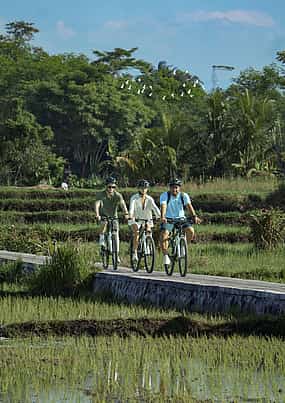 Фото 1 Бали: Кинтамани в Убуд - велотур под гору
