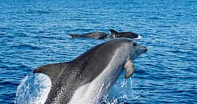 Фото 1 Мадейра: Наблюдение за дельфинами