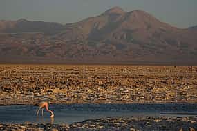 Photo 1 San Pedro de Atacama, Laguna de Chaxa and Toconao - Half day