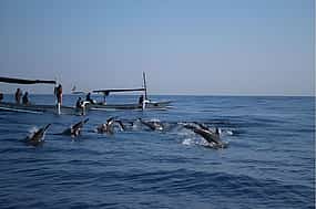 Фото 1 Lovina Dolphin Sunrise Tour