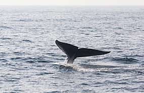 Фото 1 Mirissa Whale Watching Tour