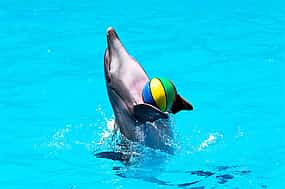 Photo 1 Pattaya: Dolphinarium Show