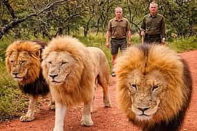 Photo 1 Walk With Lions From Johannesburg