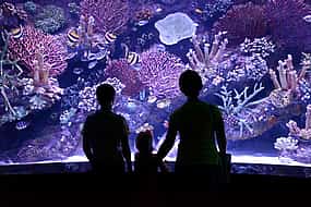 Фото 1 Экскурсия в аквариум из Анталии