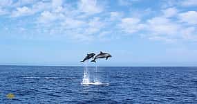 Photo 1 Whales & Dolphins Watching Cruise from Calheta, Madeira