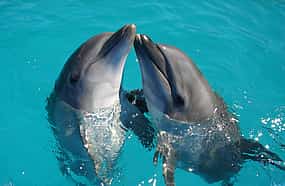 Foto 1 Excursión en barco para avistar delfines en Sesimbra con cata de vinos