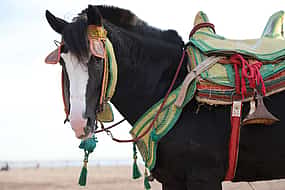 Photo 1 Horse Ride in Agadir