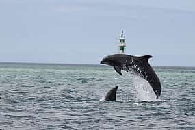 Foto 1 Delfinbeobachtung von Lissabon aus
