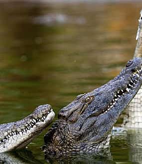 Photo 1 Private Dubai City tour & Crocodile Park Visit