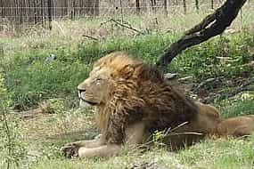 Foto 1 Halbtägige Löwen- und Safaripark-Tour