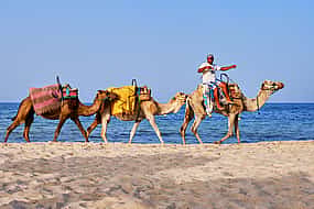 Photo 1 Camel Ride in Agadir