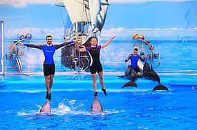 Photo 1 Pattaya: Dolphinarium Show