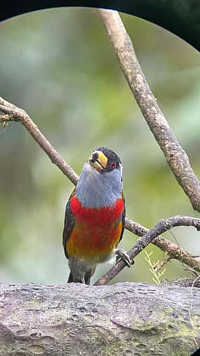 Фото 1 Mindo Cloud Forest Day Tour Nature, Wildlife & Chocolate Experience