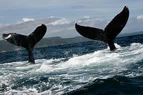 Photo 1 Humpback Whale Watching in Samaná Bay and Cayo Levantado