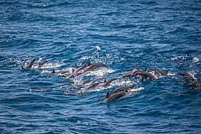 Photo 1 Marine Odyssey: Dolphin Watching and Snorkeling Adventure