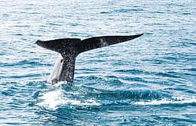 Foto 1 Excursión en barco para avistar ballenas y delfines con excursión a Trincomalee desde la costa este