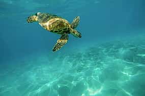 Photo 1 Caretta-Caretta Turtle Trip
