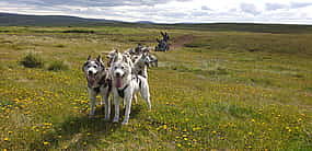Zdjęcie 1 Siberian Husky Cart Ride