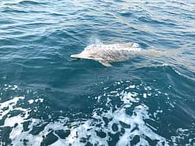 Photo 1 2 Day / 1 Night at Musandam Oman in Dhow Cruise & Mountain Safari with Beach from Dubai