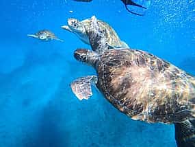 รูปภาพ 1 浮潜与海龟体验,圣维森特