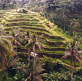 Photo 1 Ubud Temples, Waterfalls, Rice Terraces & Balinese Culture