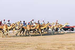 Фото 1 Музей шейха Фейсала, верблюжий ипподром и экскурсия в конный клуб