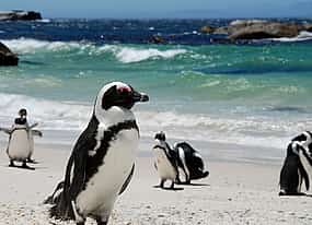 รูปภาพ 1 Cape of Good Hope and  Penguins Small Group Tour