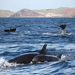 Photo 1 PRIVATE VIP 2 Hours Tour charter in Funchal