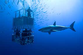 Фото 1 Дайвинг в клетке с акулами из Кейптауна