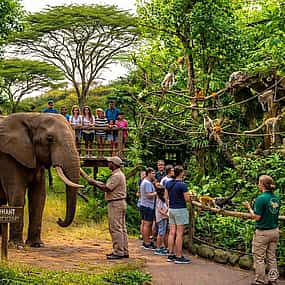 Foto 1 Elefanten- und Affenschutzgebiet-Tour ab Johannesburg