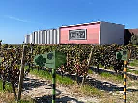Foto 1 Private Lisbon Southern Region (Fernão Pó) Wine Tasting Tour