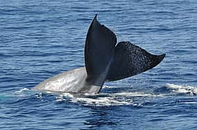 Foto 1 Delfin- und Walbeobachtung
