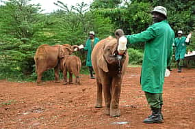 Photo 1 Elephant Orphanage and Giraffe Centre in Nairobi