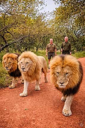 Photo 1 Walk with Lions in Johannesburg & Elephant Experience