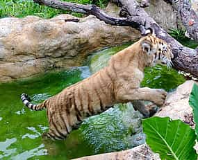 照片 1 Great Wildlife Tour