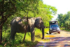 Фото 1 Ella Budget Taxi Safari: Ella to Yala Expedition – Safari, Lipton’s Seat & Tea Factory