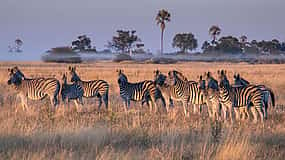 Foto 1 Safari matinal al sur del Luangwa