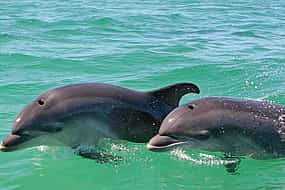 صورة 1 Dolphin watching in the wild