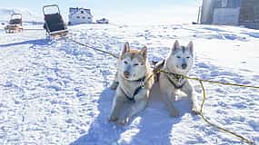 Zdjęcie 1 Siberian Husky Kennel Visit