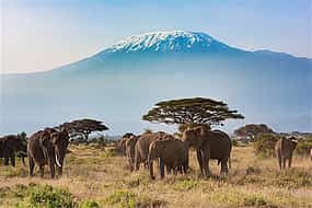 Photo 1 Mount Kilimanjaro Day Tour from Arusha