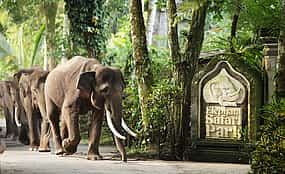 Φωτογραφία 1 Bali Elephant Safari Park Tour Valentine's Day Tour
