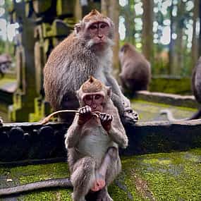 Photo 1 Ubud: Monkey Forest & Cretya Day Club